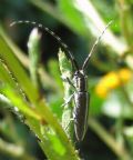 Agapanthia cardui